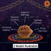 2 Mukhi Rudraksha