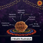 2 Mukhi Rudraksha