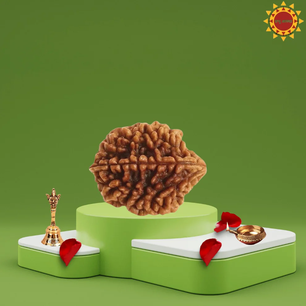 2 Mukhi Rudraksha - Image 2