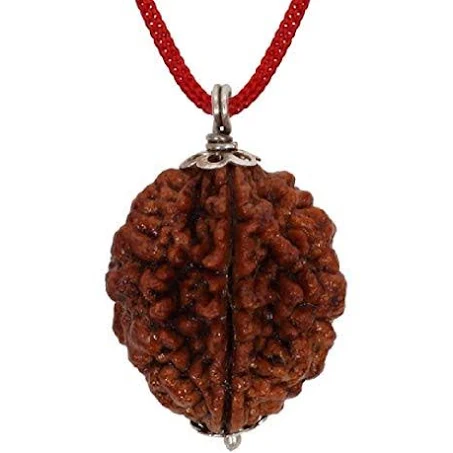 2 Mukhi Rudraksha - Image 3