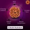4 Mukhi Rudraksha