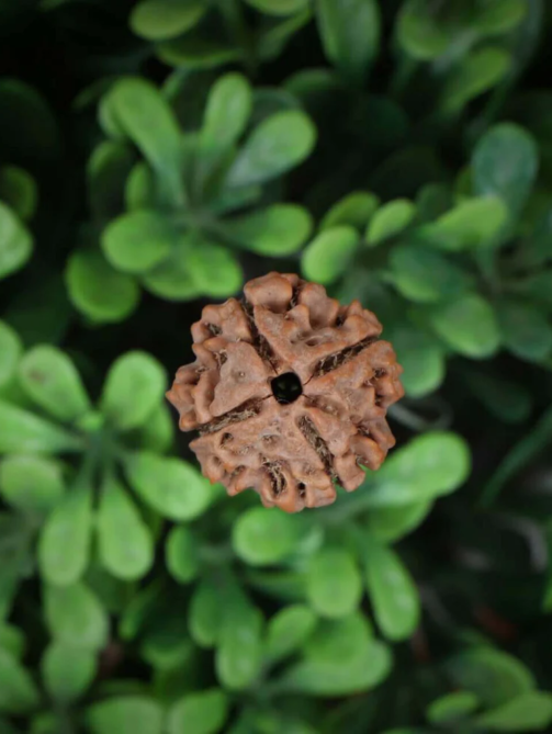 4 Mukhi Rudraksha
