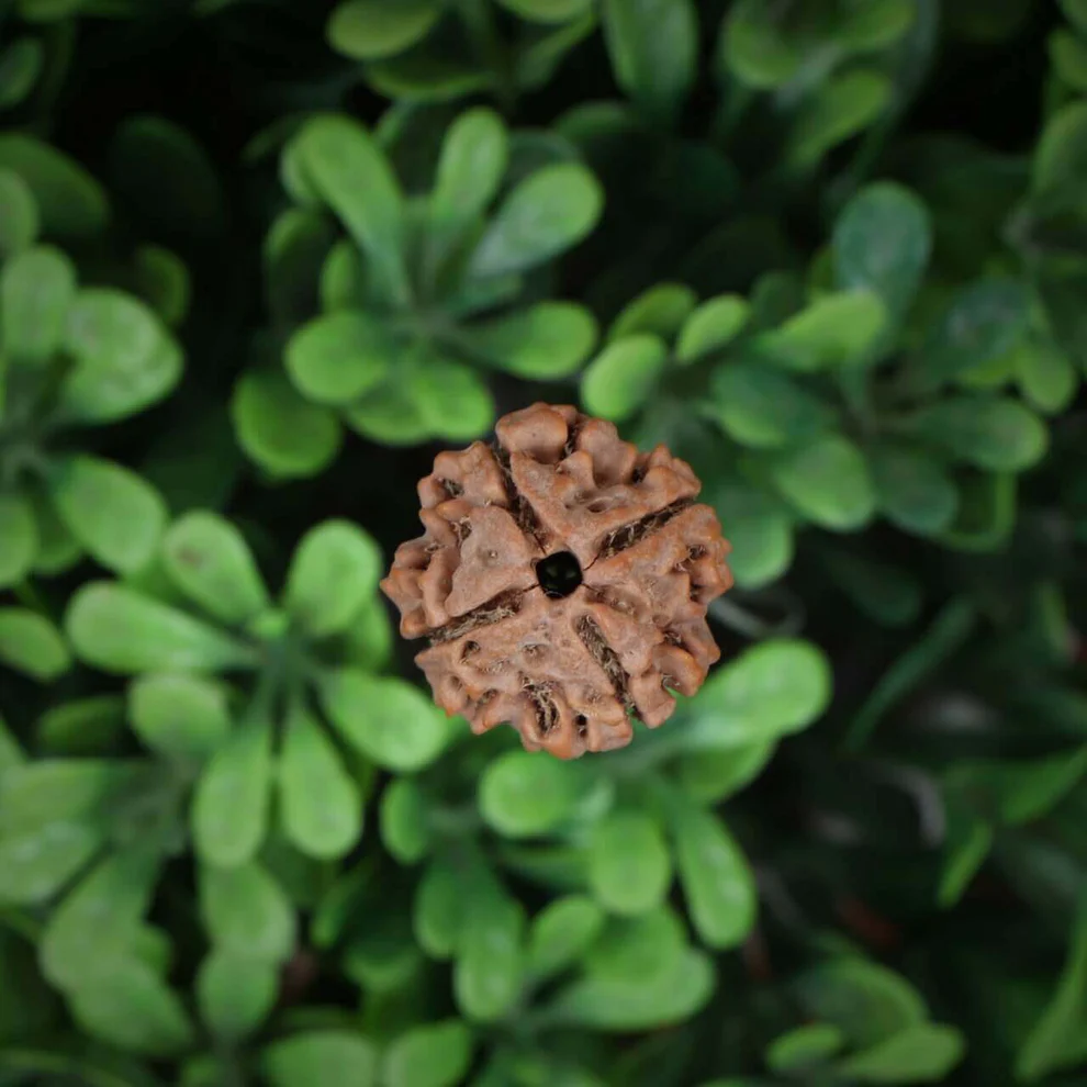 4 Mukhi Rudraksha