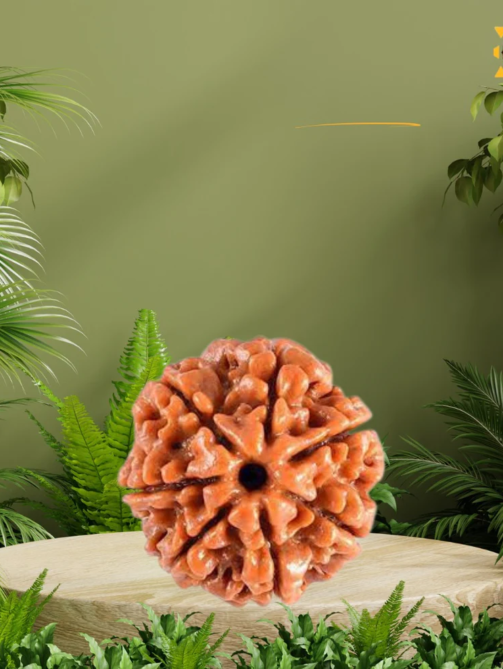 7 Mukhi Rudraksha