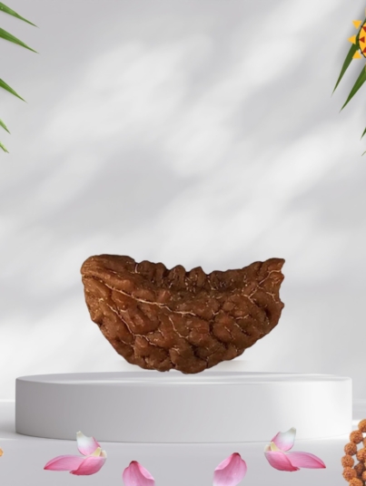1 Mukhi Rudraksha