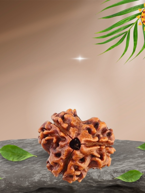 3 Mukhi Rudraksha