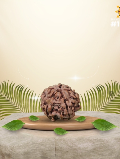 5 Mukhi Rudraksha