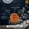 6 Mukhi Rudraksha