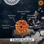 6 Mukhi Rudraksha
