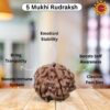 5 Mukhi Rudraksha