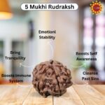 5 Mukhi Rudraksha