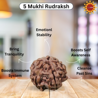 5 Mukhi Rudraksha