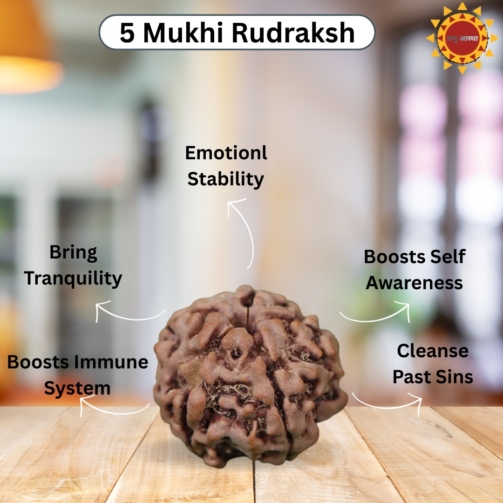 5 Mukhi Rudraksha