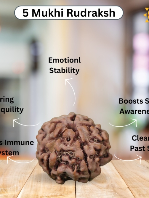 5 Mukhi Rudraksha