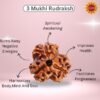 3 Mukhi Rudraksha