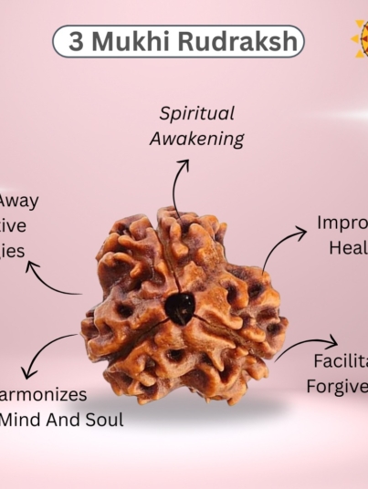 3 Mukhi Rudraksha