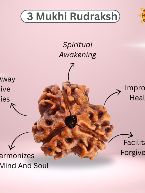 3 Mukhi Rudraksha