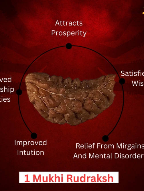 1 Mukhi Rudraksha