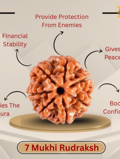 7 Mukhi Rudraksha