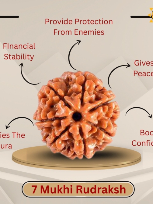 7 Mukhi Rudraksha